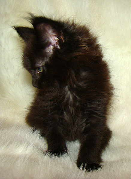     Catsvill County!   !    !       !!!    Catsvill County +7-926-544-74-09     .   ,   ,   ,    ,   ,  ,     ,   -,    ,   !